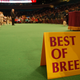 Illustration for article titled Lapdogs And Luxury Boxes: A New-Look MSG Welcomes The Westminster Dog Show